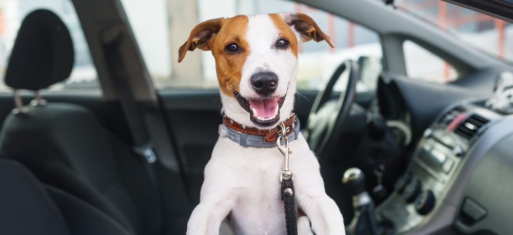 Tips for Driving with Pets